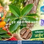 गणेशपूजेतील २१ पत्रींमध्ये अर्जुनाचे विशेष स्थान आहे. आयुर्वेदात हृदयाचे आरोग्य, रक्तस्तंभन, जखम आणि अस्थिभंगाच्या संदर्भात अर्जुनाचे महत्त्व सांगितले जाते.