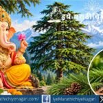 गणरायाला प्रिय मानल्या जाणाऱ्या हिमालयातील देवदार वृक्षाचे पौराणिक महत्त्व, धार्मिक श्रद्धा आणि आयुर्वेदातील पारंपरिक उपयोग जाणून घ्या.