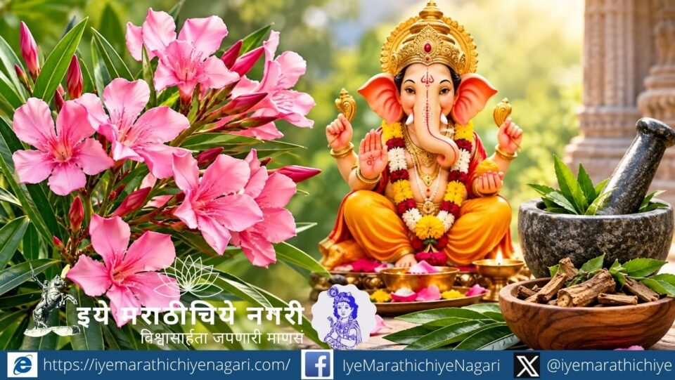 गणरायाला करवीर म्हणजेच कण्हेर का प्रिय आहे? जाणून घ्या या फुलाचे धार्मिक महत्त्व, आयुर्वेदातील स्थान, गुणधर्म आणि विषारी असल्याने औषधी वापरातील महत्त्वाची खबरदारी.