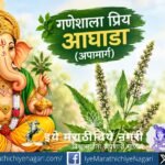 गणेशाला आघाडा म्हणजेच अपामार्ग का प्रिय मानला जातो? जाणून घ्या त्यामागील पौराणिक कथा, आयुर्वेदिक गुणधर्म आणि धार्मिक महत्त्व.