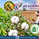 पावसाच्या खंडात सोयाबीन व कापूस पिकांचे प्रभावी व्यवस्थापन कसे करावे? पाणी देण्याचे नियोजन, किडींचे निरीक्षण आणि फवारणीतील काळजी जाणून घ्या.