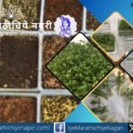 मायक्रोग्रीन्स म्हणजे काय? कमी जागेत पौष्टिक रोपांची लागवड कशी करावी, बियाण्यांची निवड, पाणी व्यवस्थापन, कापणी, साठवणूक आणि व्यावसायिक उत्पादनासाठी पायलट प्रयोगांची माहिती जाणून घ्या.